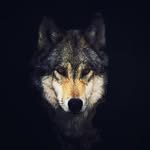Давид Герингер - @davidgeringer982 - Instagram