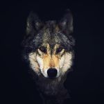 Давид Герингер - @davidgeringer982 - Instagram