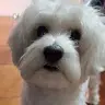 david Germani - @david832104 - TikTok