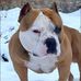 David Muscletone Bullys Germany - Facebook