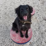 David Gilbey - @dogwalking_tbilisi - Instagram