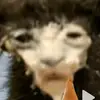 IMPOSTARI IS SUS😱😱😱😱😱 - @david_ging33 - TikTok