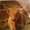 David Glendinning - @david.glendinning - TikTok