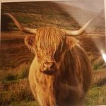 David Glendinning - @d.glendinning85 - Instagram