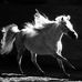 David Goble - Facebook