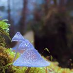 David Greenleaf - @fishguy04 - Instagram