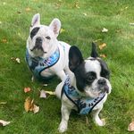 David Griffith - @griffsbrunoandluna - Instagram