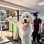 David Beltran - @davidpetgroomer - Instagram