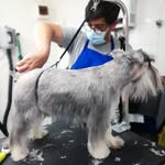 DAVID GROOMER TALCA - @david_groomer_talca - Instagram