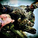 David Guel - @whitetails4life - Instagram