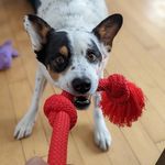 David Guenther - @the.dieseldog - Instagram