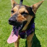David Guenther (Ziggy's care taker) - @ziggyzoomies365 - Instagram