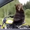 _david_guțu_scoot - @david.scoot_ - TikTok