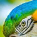 David Gyan - Facebook
