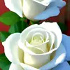 davidharrison - @davidharrison640 - TikTok