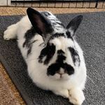 David Hasselhop - @david__hasselhop - Instagram