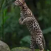 David Hemmings - @david.hemmings3 - TikTok