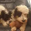 David Herd - @david.herd4 - TikTok