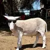 Davidherrera - @david_herrera52 - TikTok