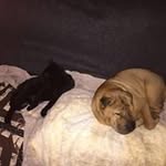 David Hickson - @scouterdave_2 - Instagram