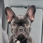 David Hickson - @knoxxlife_kennels - Instagram