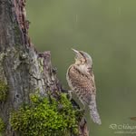David Mingorance BARBATUS HIDE - @davidmingorance - Instagram