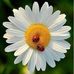 David Haman - Facebook