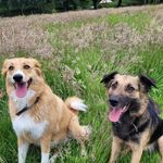 David Tipping Healthfulness Hikes & Hounds - @healthfulness_hikes_and_hounds - Instagram