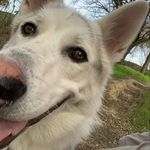 Sir David Hasselwoof - @sir_david_hasselwoof_hikes - Instagram