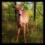 David Hirsh - @davidhirsh - Instagram