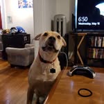 David Whisler - @whislerdavid - Instagram