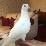 David Hockaday - @gardener_handyman - Instagram