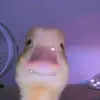 David Holy - @davidholy_ - TikTok