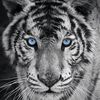 David Khoury - @david.khoury0 - TikTok