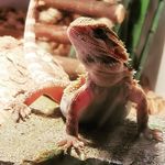 David Houts - @davesdragons909 - Instagram
