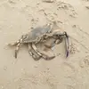 Daveoftheweek - @david.humm - TikTok