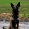 David Iannuzzi - @david.iannuzzi - TikTok