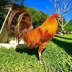 David Jacinto - @david.jacinto.94 - Instagram
