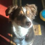 David Janis - @molly_mini_aussie - Instagram