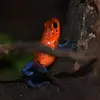 davidjanke24 - @david.janke17 - TikTok