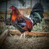 davidjanow509 - @davidjanow509 - TikTok