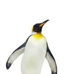 David January - @weird_penguin - Instagram