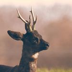 David Janus - @_davidjanus - Instagram