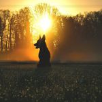 David Janus - @naturewithdog - Instagram
