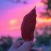David Jayson - Facebook