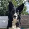 TEAM_PUP_AGILITY - @davidjeffers614 - TikTok