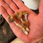 David jeffreys - @fuck_the_fake88 - Instagram
