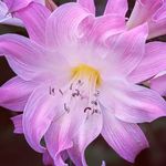 watanabe - @david_joy_cassidy - Instagram