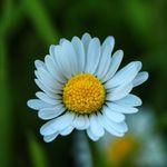 David Kahl - @davidsmacrowelt - Instagram