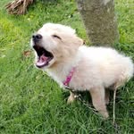 David Karki - @kalpanakarki2973 - Instagram